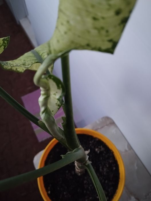 Диффенбахия комнатный цветок