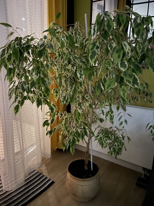Ficus Benjamina Variegata – duży, zdrowy okaz