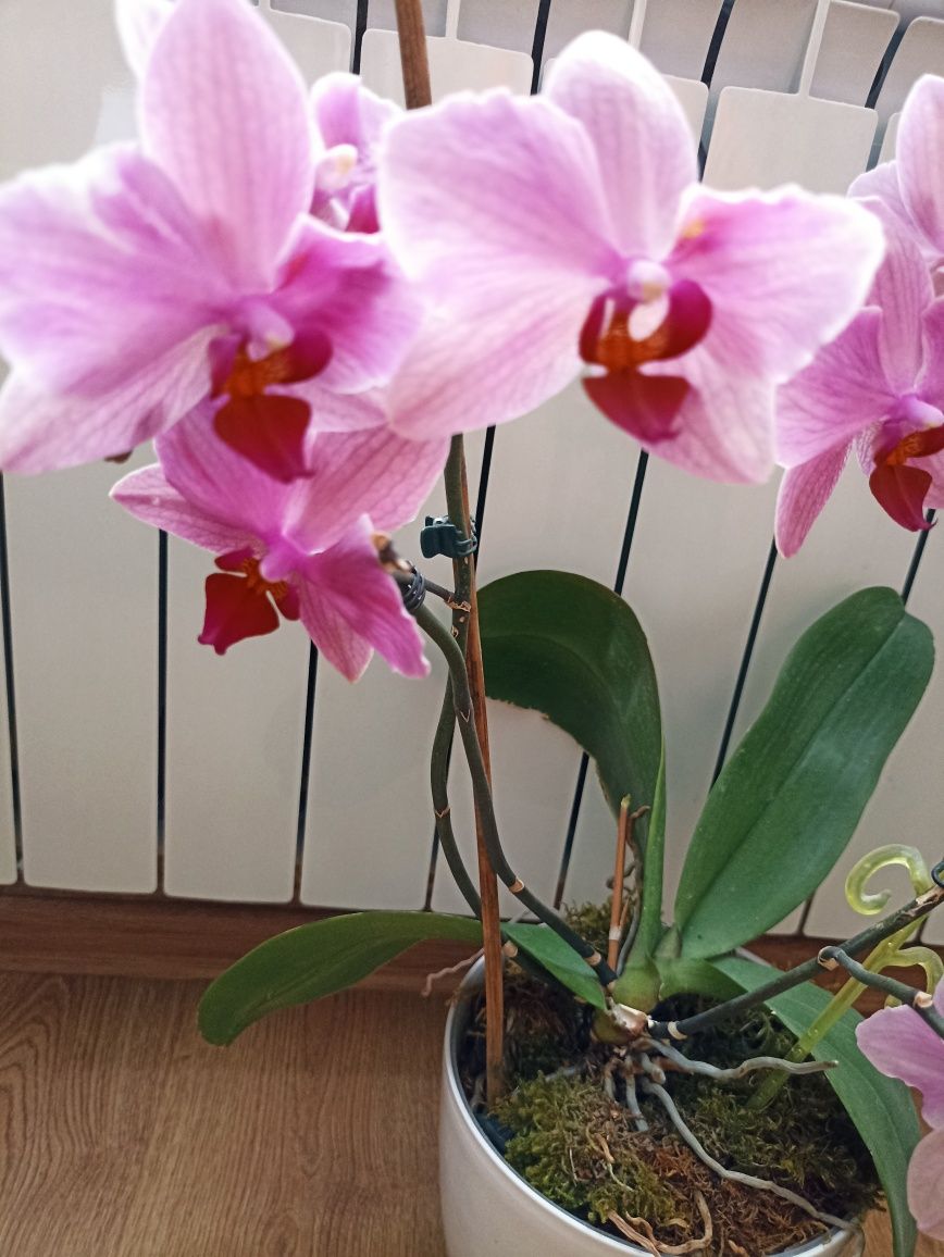 Фаленопсис (орхідея) рожевий