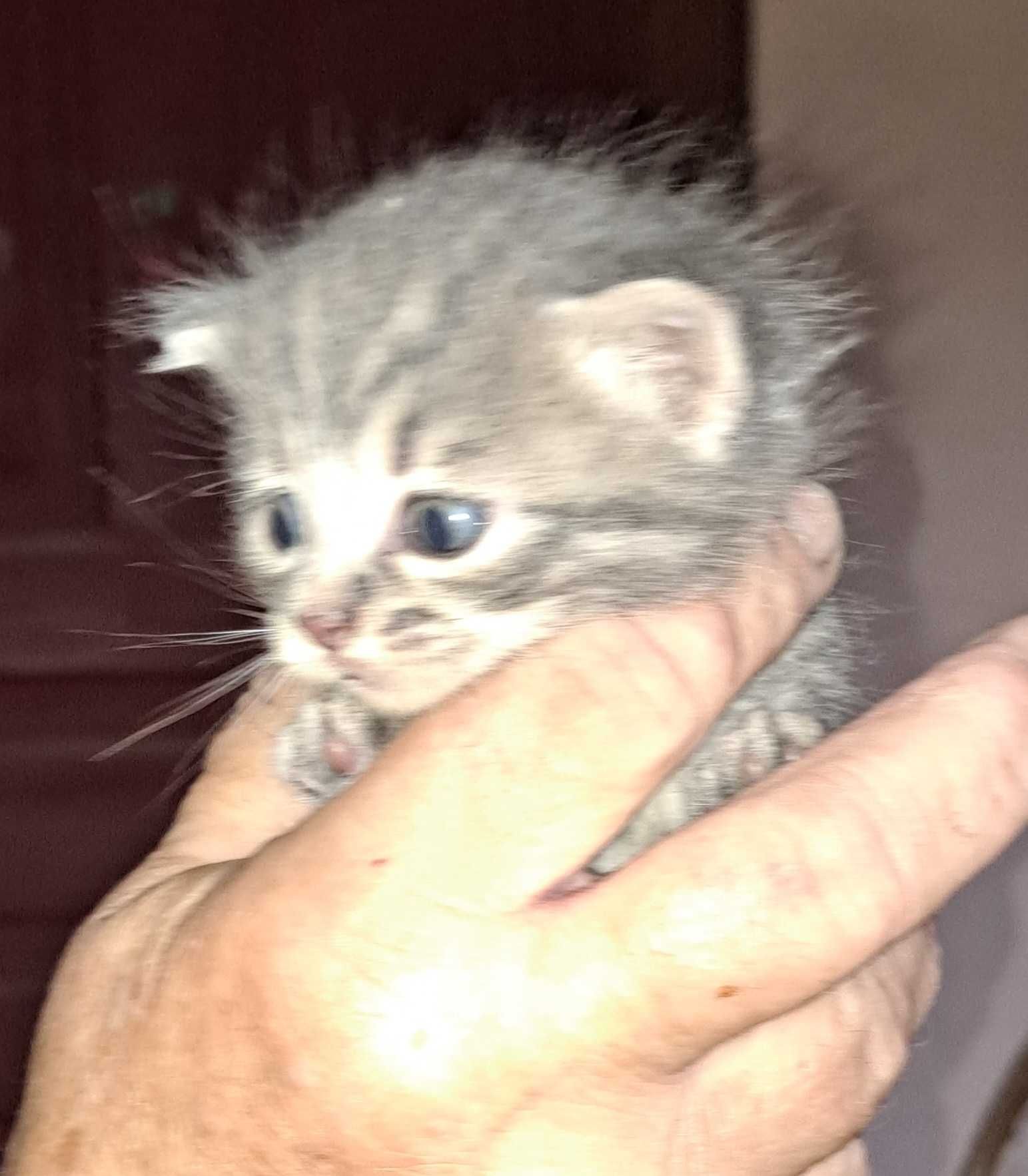 Кошинята Британці 1,5місяця.Шукають люблячу родину.