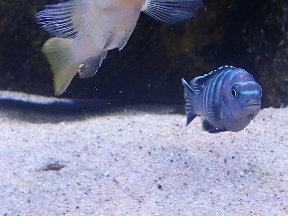 mlodzież pyszczaki Mbuna Malawi