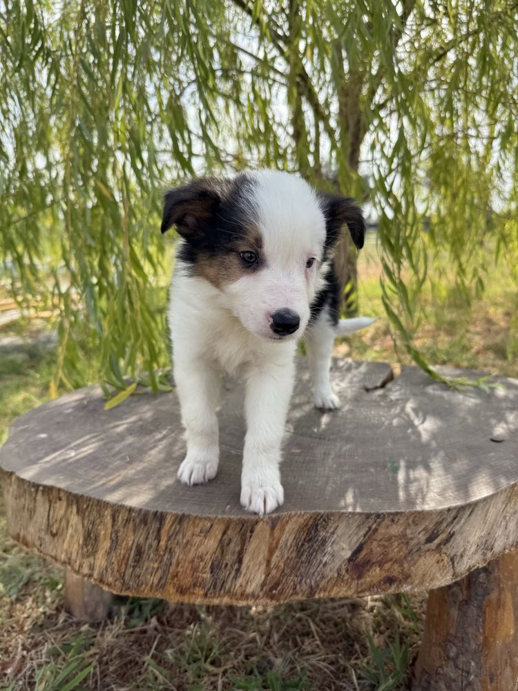 Border Collie Macho Tricolor