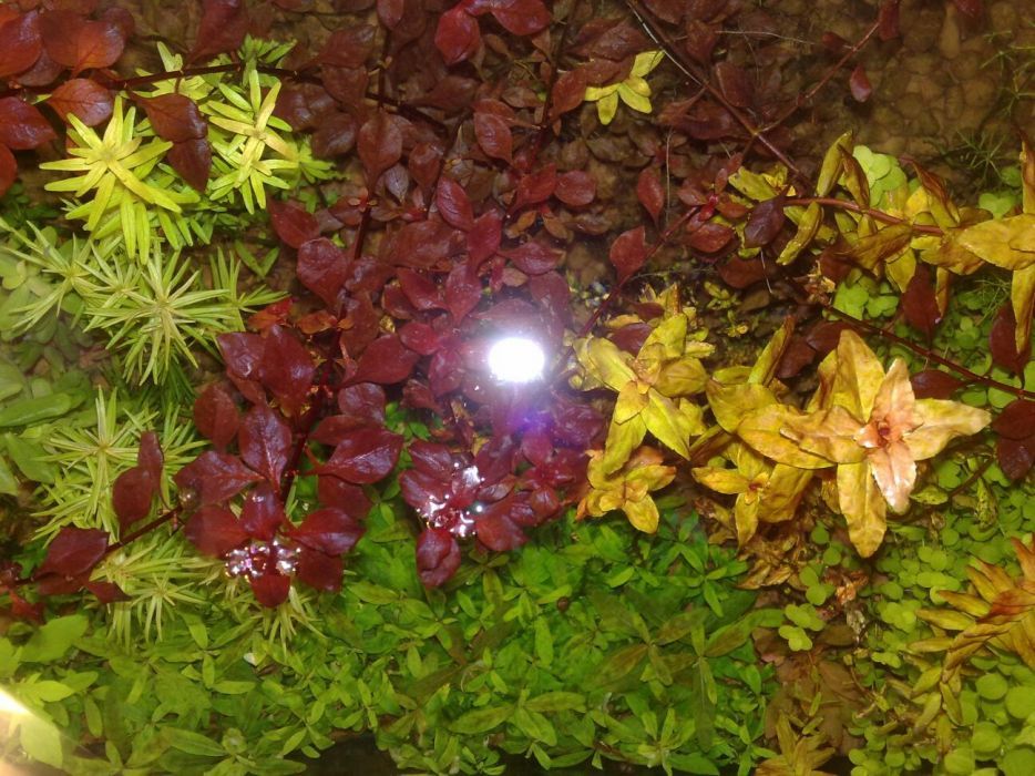 Набор цветных аквариумных растений