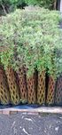 Wierzba pleciona Salix