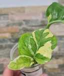 Epipremnum mutation lava var,3 liście