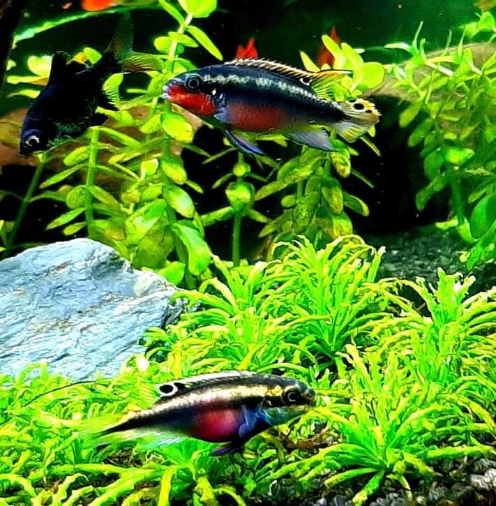 Barwniak Czerwonobrzuchy/Pelvicachromis pulcher/Barwniaki/pielegniczki