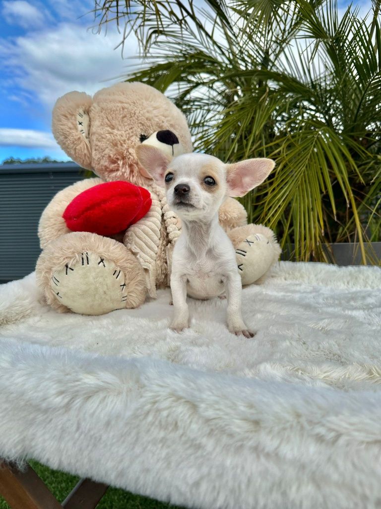 Chihuahua   lindo