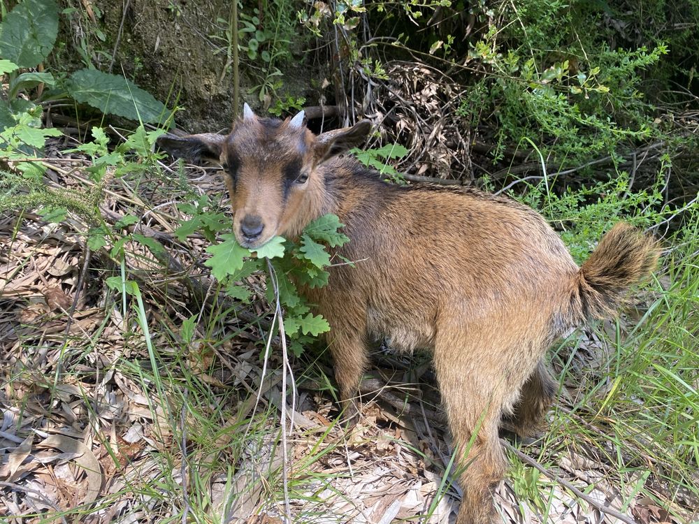 Cabras anas de estimacao