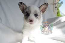 Welsh Corgi Cardigan suczka blue merle SunniSpark