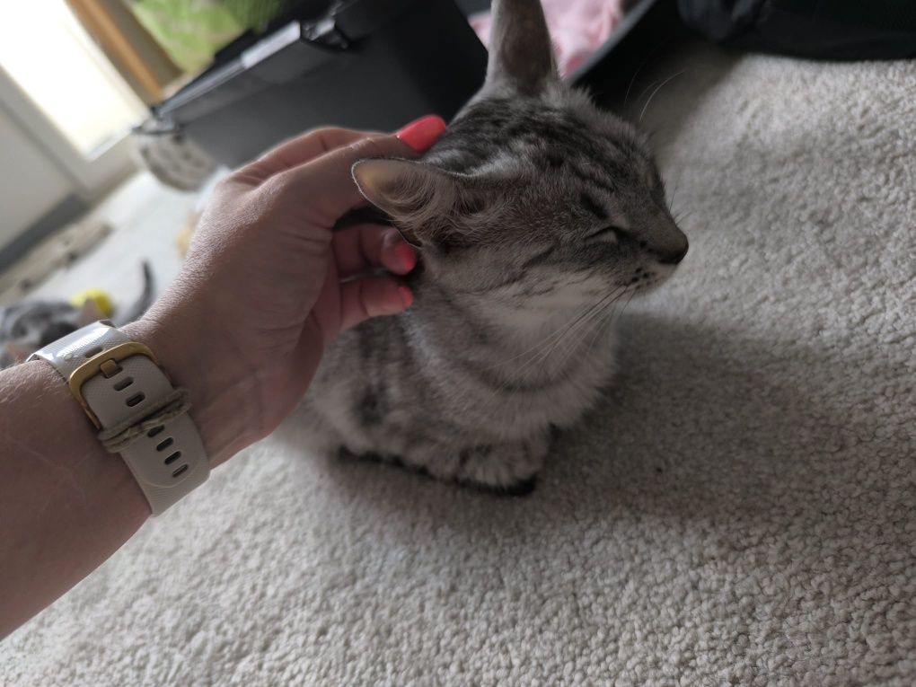 Roczna srebrna kotka poleca się do adopcji!