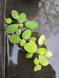 Pistia młode do akwarium