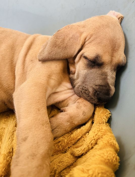 Dogue alemao Isabela