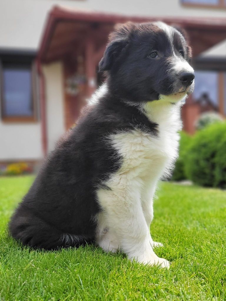 Border Colie piesek