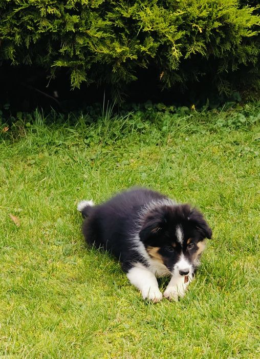 Suczka Border Collie