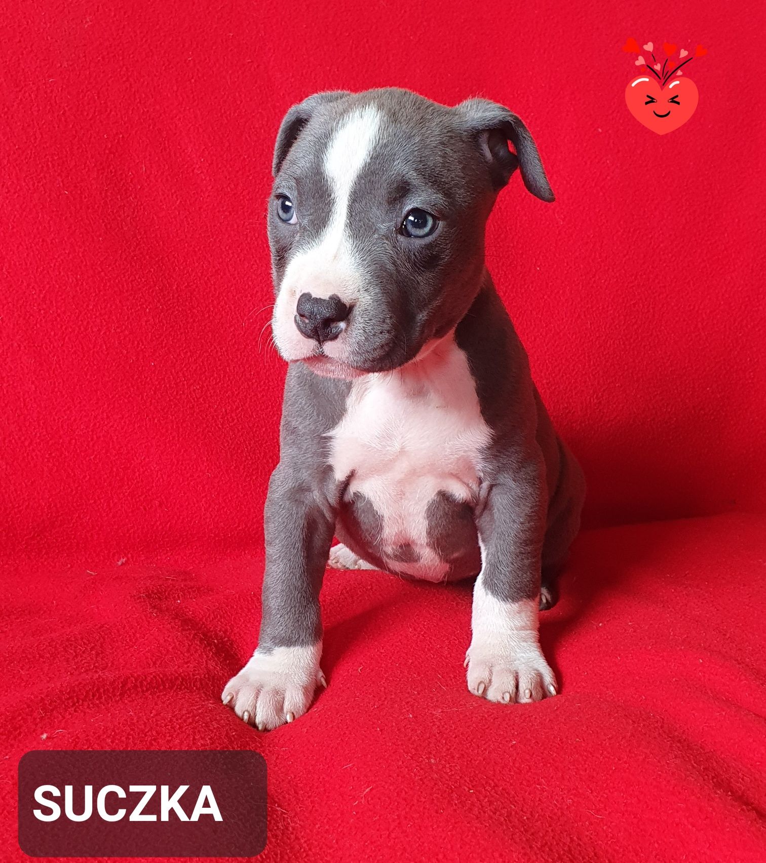 American Staffordshire Terrier AMSTAFF suczka