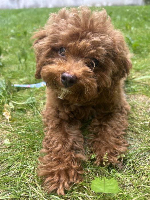 Maltipoo f1b pudel toy red brown badania