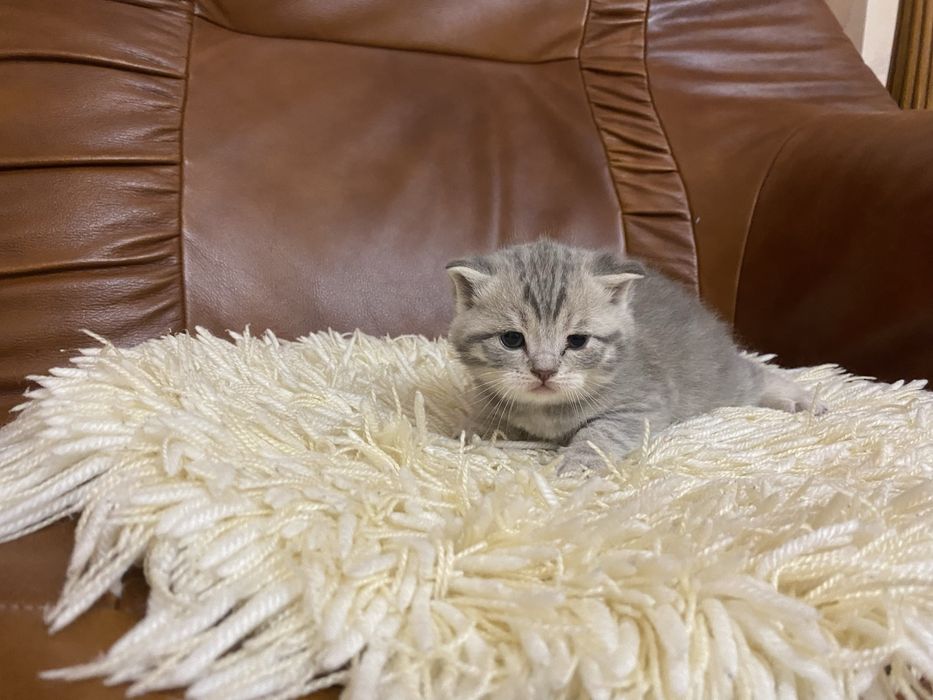 Британські кошенята готові  до бронювання