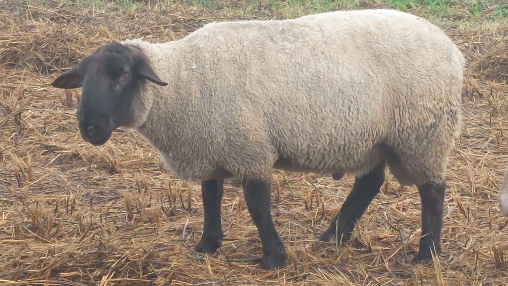 Vende se  1 carneiro raça sulfox