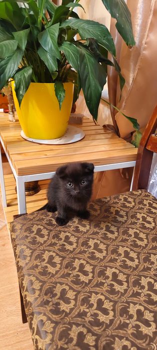 Шотландські кошенята