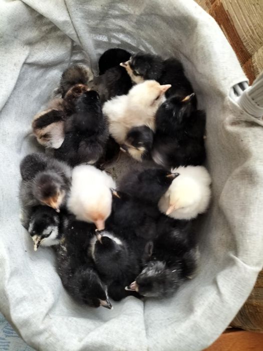 Sprzedam jajka lęgowe