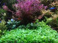 Staurogyne Repens  na 1 plan. Hodowla podwodna. Gratisy.