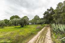 Terreno  para venda