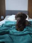 Labrador retriever