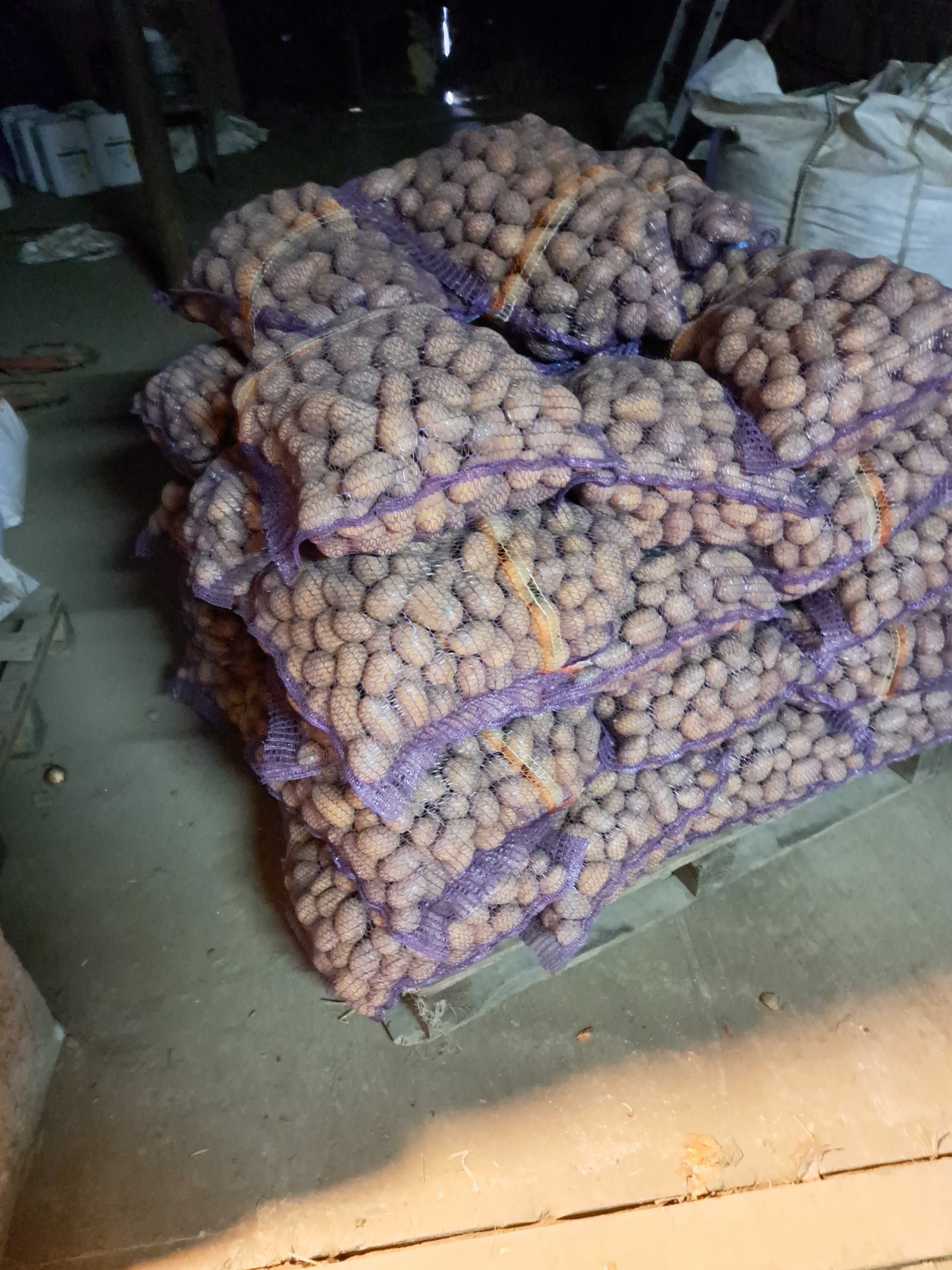 ziemniaki sadzeniak Queen Anne