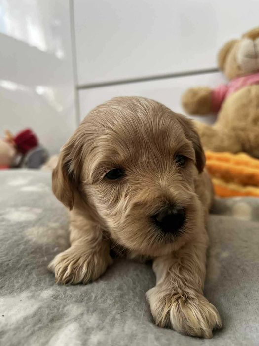 Śliczna sunia maltipoo - Do rezerwacji