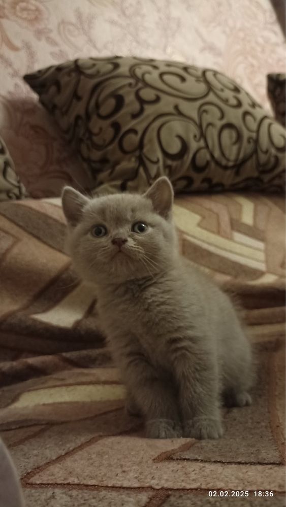 Шотландські кошенята