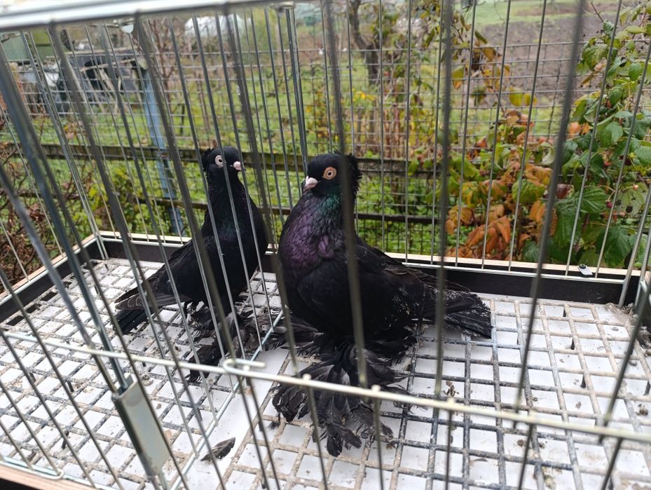 Gołębie wywrotki wschodniopruskie