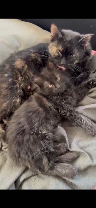 Czubaka czeka na swój domek