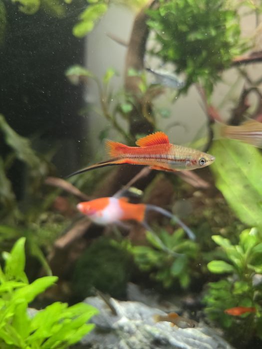 Mieczyki  młode zdrowe