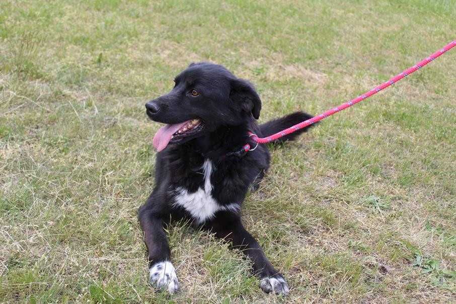 583130 Antoni do adopcji