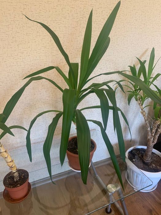 Юка кімнатна, 72 см