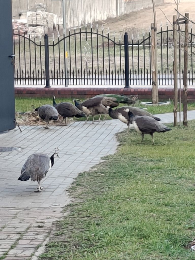 Pawie jaja lęgowe