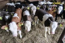 Krajowe CIELAKI cielęta byczki mięsne kolor jałówki sprzedaż POLSKIE