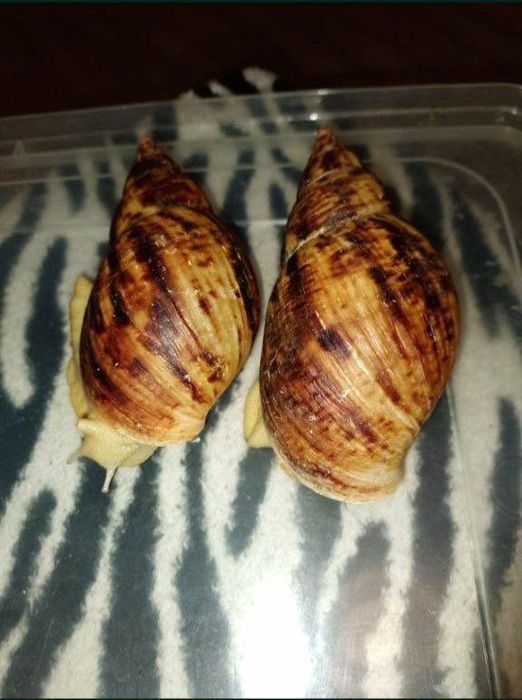 Равлики Ахатина Ретикулята Альбина великий