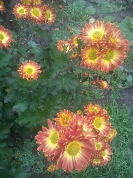 Продам большой куст хризантемы