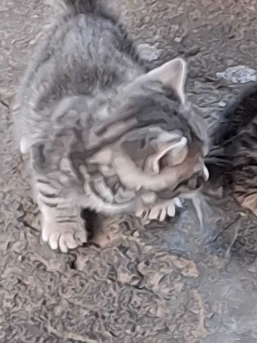 Продаю котят Бенгальские коти тигри