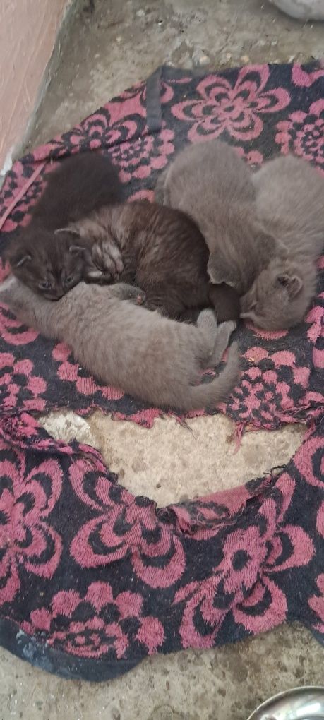 Котята вислоухие