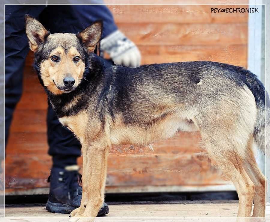 Ferdek – bardzo socjalny pies, czy dostrzeżesz jego piękno?