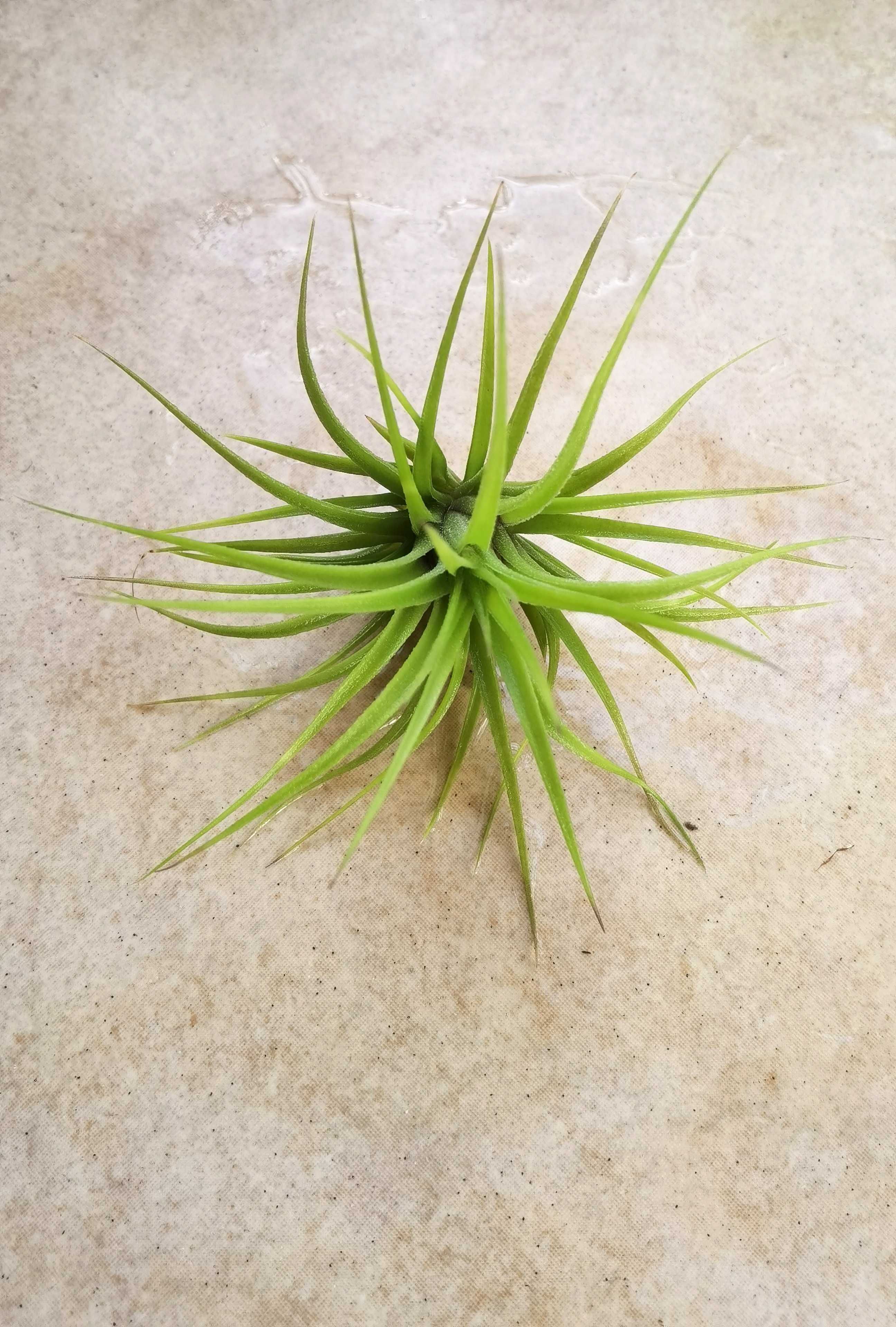 Tillandsia scaposa 8 cm
