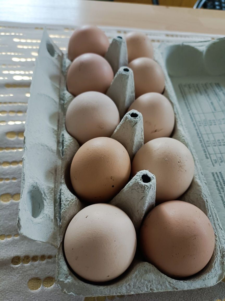 Jaja wiejskie ekologiczne z wolnego wybiegu jajka eko