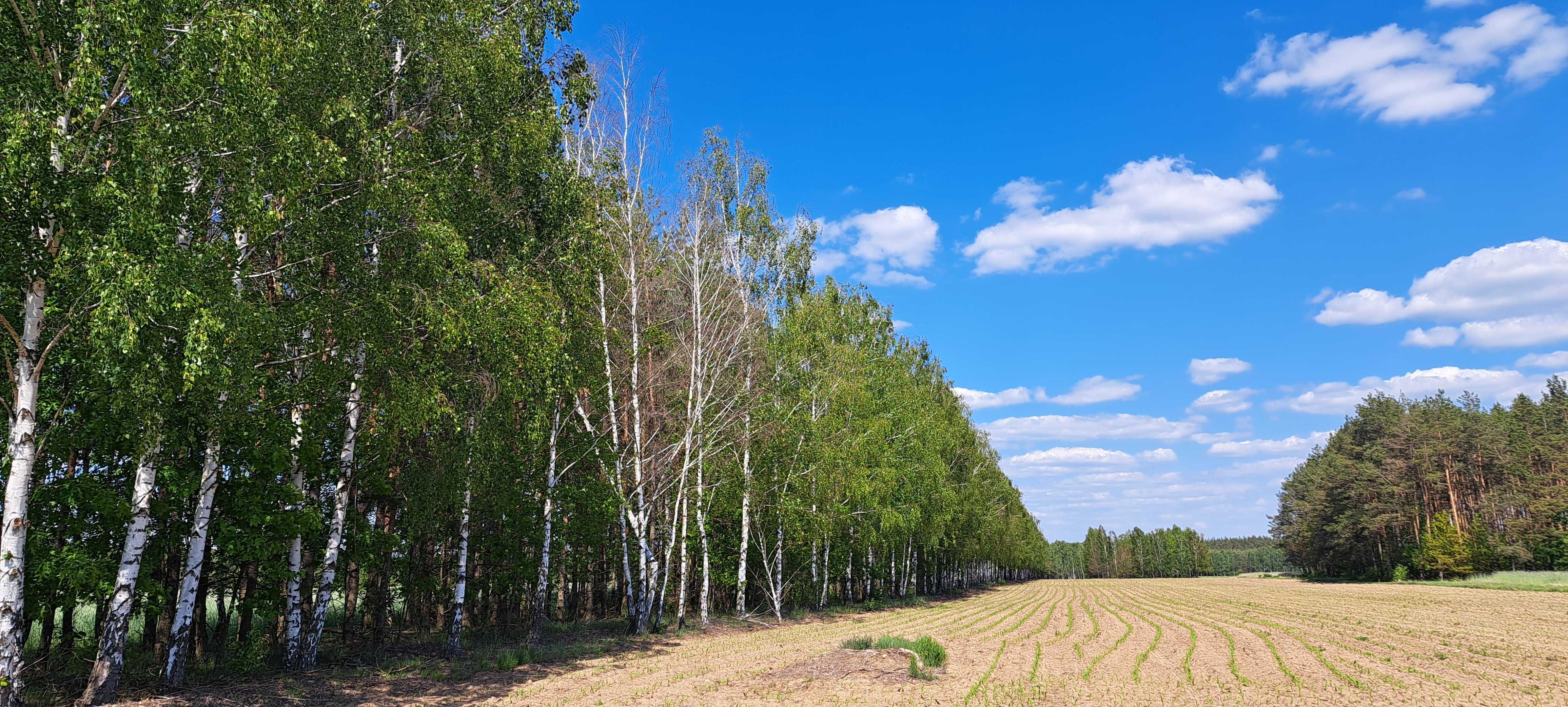 Sprzedam las z działką 11576 m2