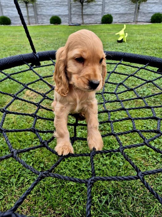 Cocker spaniel piesek