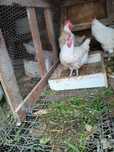 Galo de  Bresse Gauloise