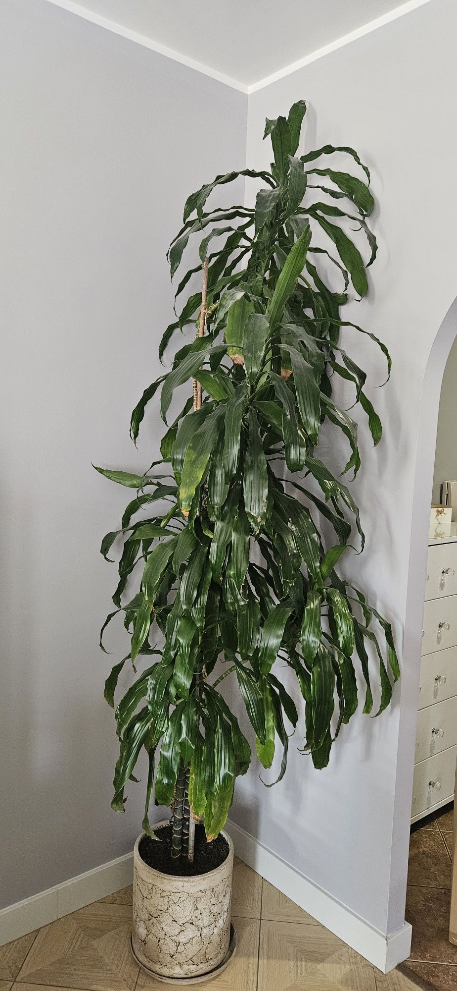 Kwiat doniczkowy Dracena 250cm