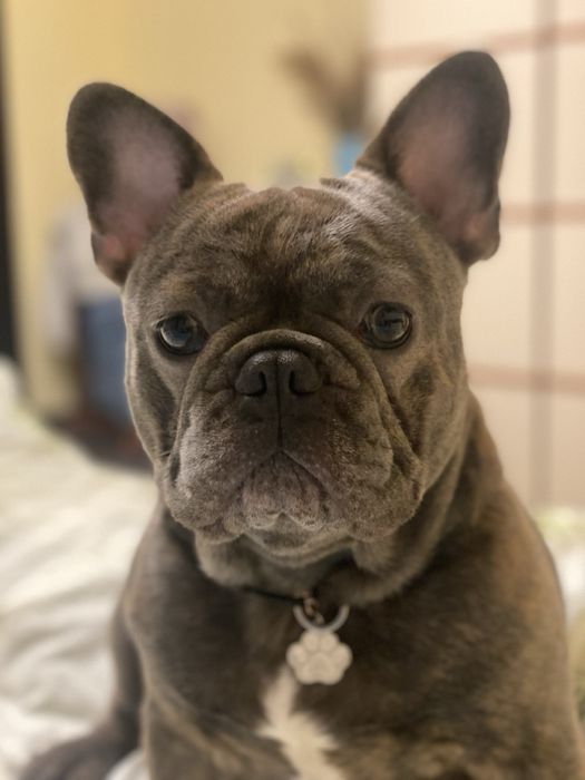 Вязка вʼязка французкий французький  бульдог