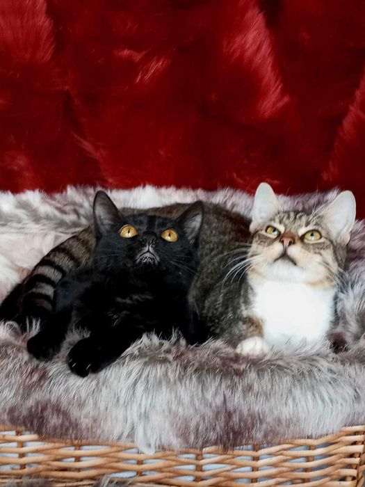 Kociaki szukają domku